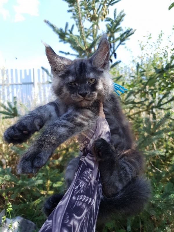 Quentin Akbars - Kitten maine-coon 2 months 1.5 week