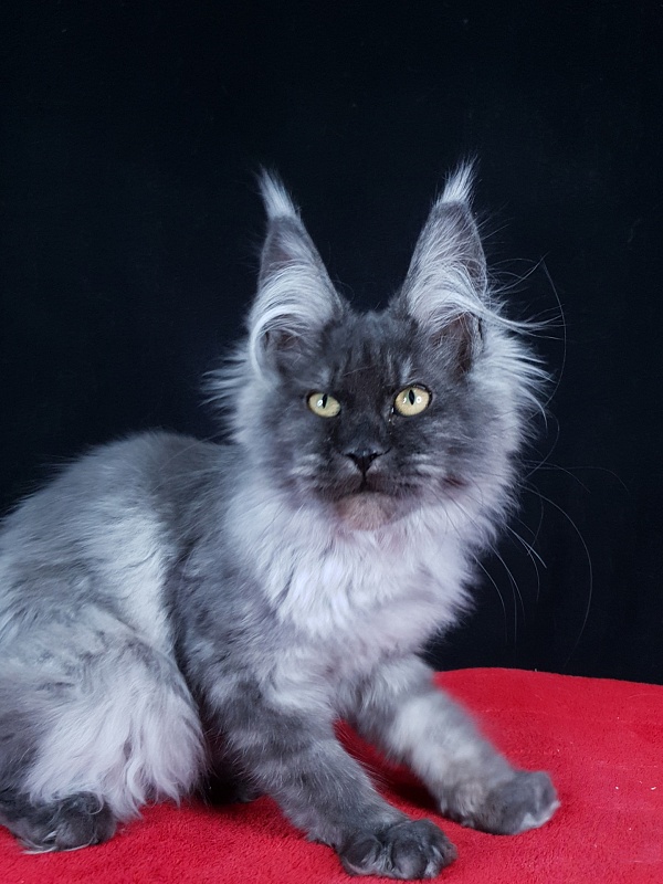 Waliza Akbars - Kitten maine-coon 4 months 1 week