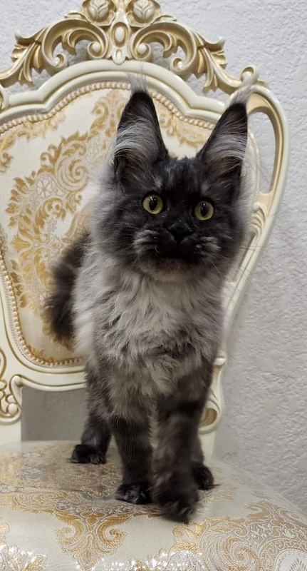 Waliza Akbars - Kitten maine-coon 4.5 months