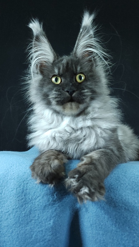 Waliza Akbars - Kitten maine-coon 4 months 3 weeks