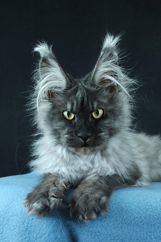 Waliza Akbars - Kitten maine-coon 4 months 3 weeks