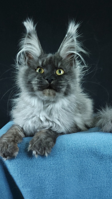 Waliza Akbars - Kitten maine-coon 4 months 3 weeks