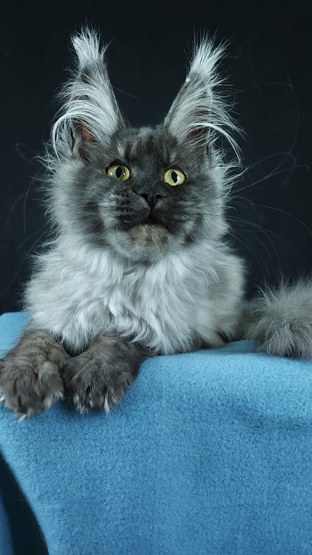 Waliza Akbars - Kitten maine-coon 4 months 3 weeks