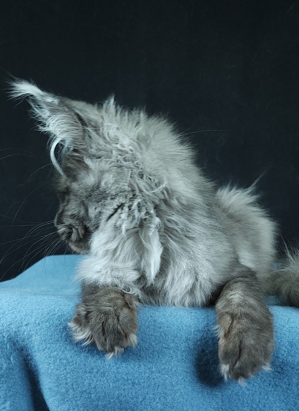 Waliza Akbars - Kitten maine-coon 4 months 3 weeks