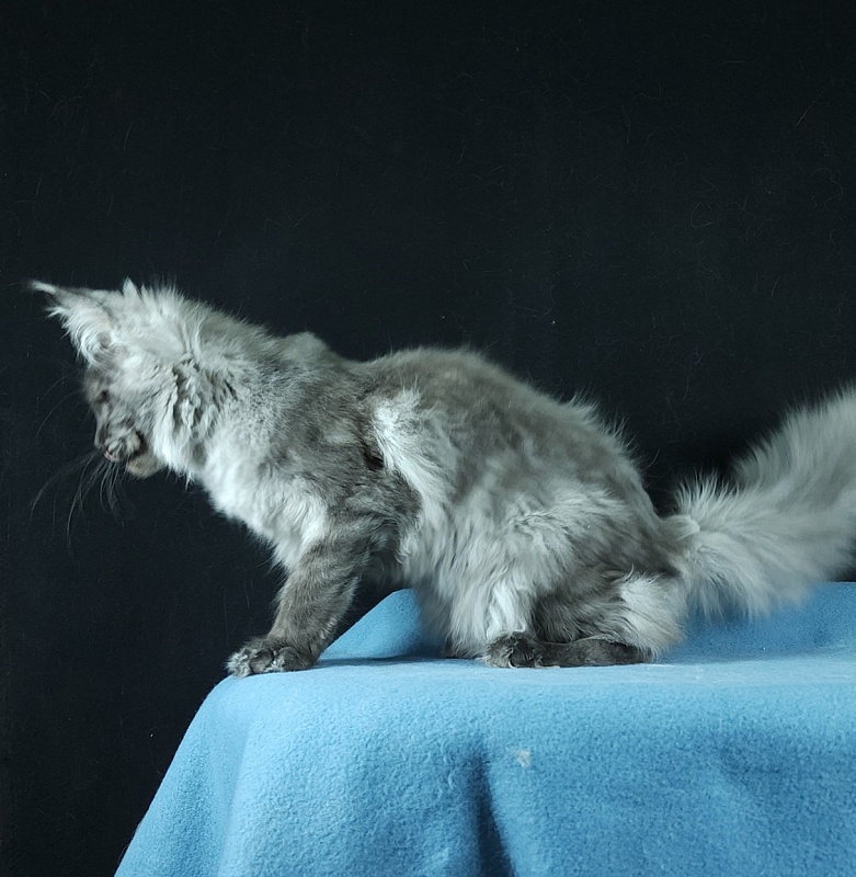 Waliza Akbars - Kitten maine-coon 4 months 3 weeks