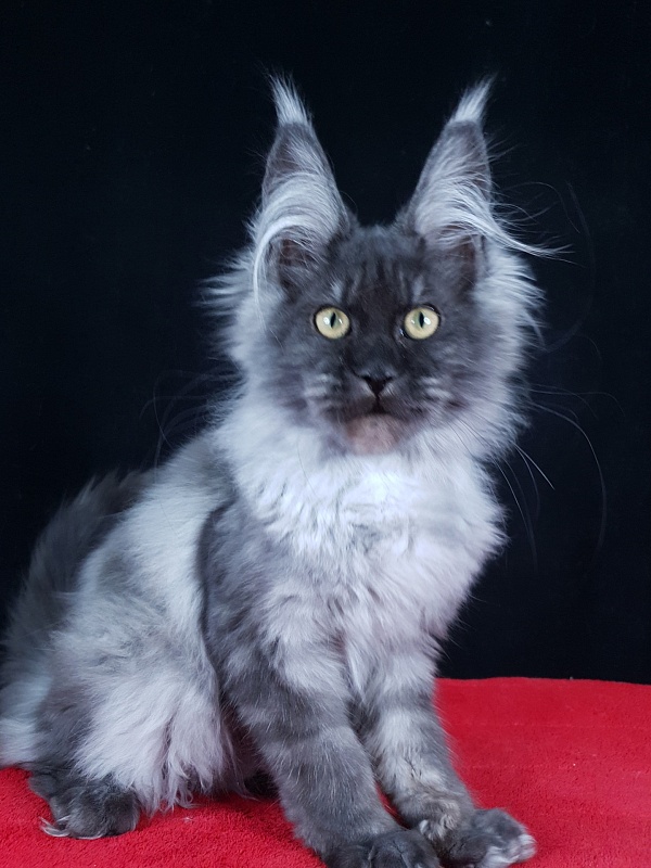 Waliza Akbars - Kitten maine-coon 4 months 1 week