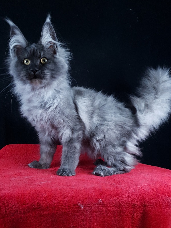 Waliza Akbars - Kitten maine-coon 4 months 1 week