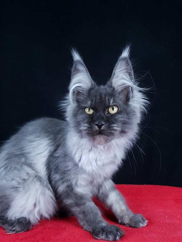 Waliza Akbars - Kitten maine-coon 4 months 1 week