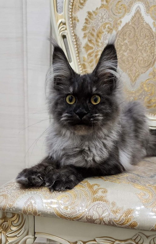 Waliza Akbars - Kitten maine-coon 4.5 months