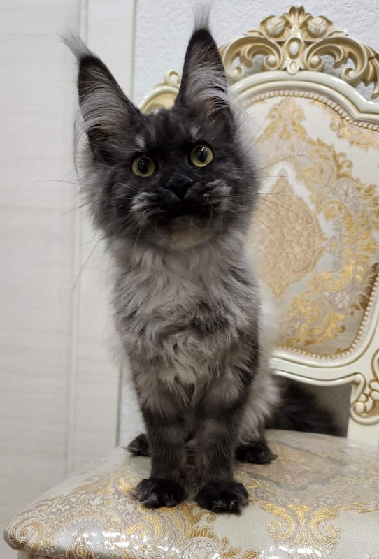 Waliza Akbars - Kitten maine-coon 4.5 months