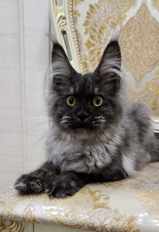 Waliza Akbars - Kitten maine-coon 4.5 months