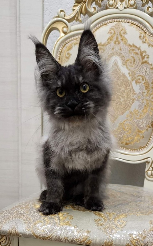 Waliza Akbars - Kitten maine-coon 4.5 months