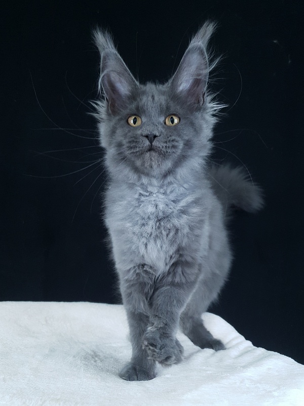 Wintera Akbars - Kitten maine-coon 4 months 0.5 weeks