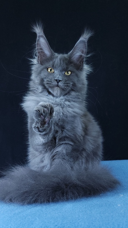 Wintera Akbars - Kitten maine-coon 4 months 3 weeks