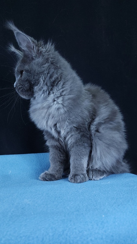 Wintera Akbars - Kitten maine-coon 4 months 3 weeks