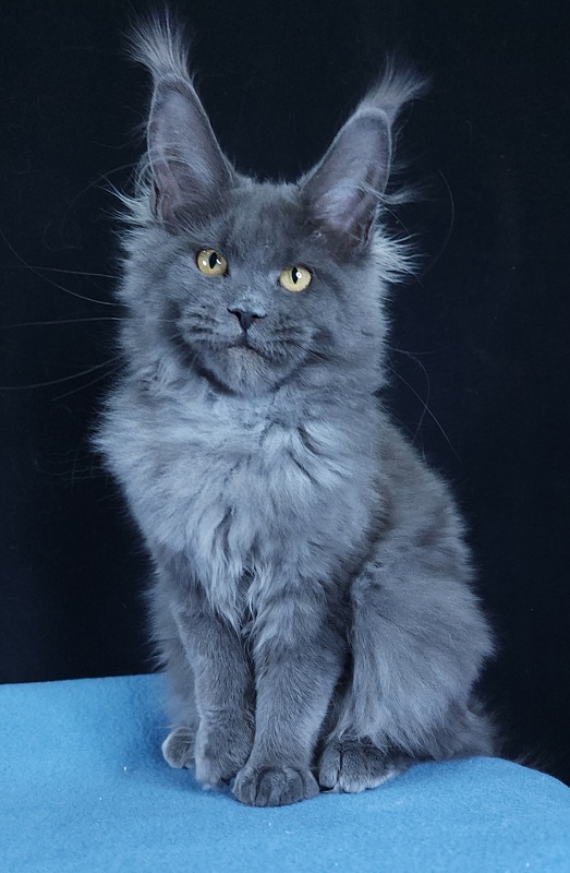 Wintera Akbars - Kitten maine-coon 4 months 3 weeks
