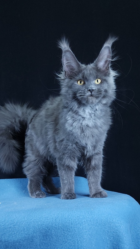 Wintera Akbars - Kitten maine-coon 4 months 3 weeks