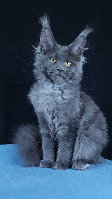 Wintera Akbars - Kitten maine-coon 4 months 3 weeks