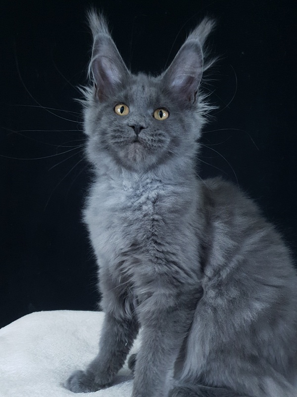 Wintera Akbars - Kitten maine-coon 4 months 0.5 weeks
