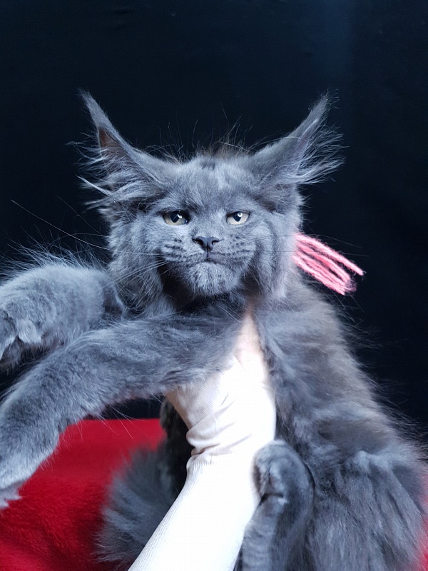 Wintera Akbars - Kitten maine-coon 2 months