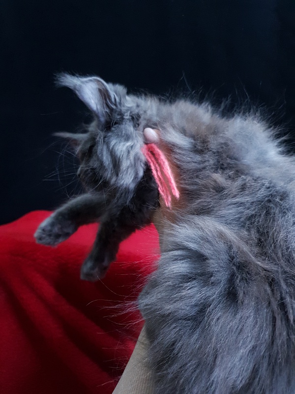 Wintera Akbars - Kitten maine-coon 2 months