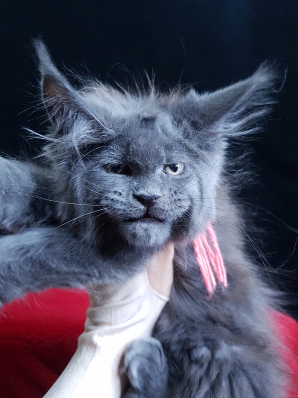 Wintera Akbars - Kitten maine-coon 2 months