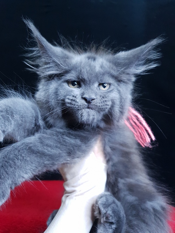 Wintera Akbars - Kitten maine-coon 2 months