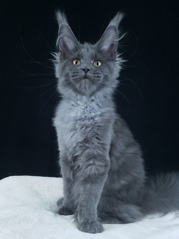 Wintera Akbars - Kitten maine-coon 4 months 0.5 weeks