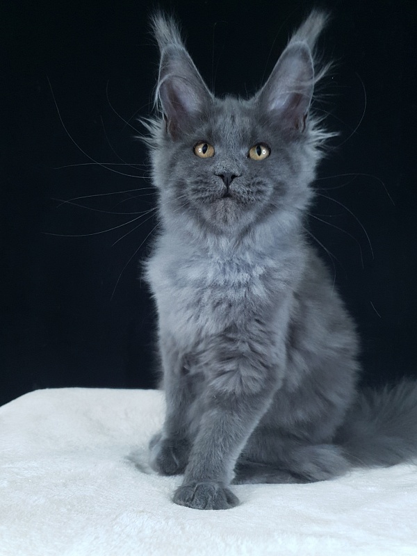 Wintera Akbars - Kitten maine-coon 4 months 0.5 weeks