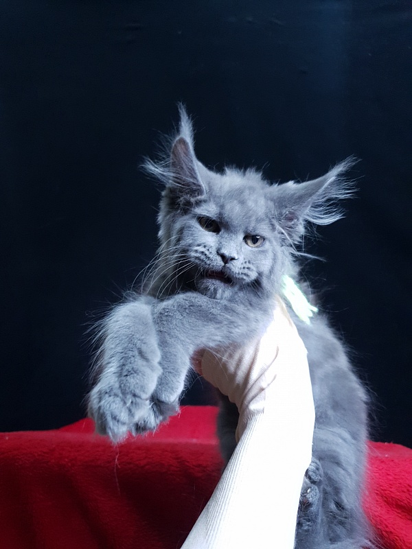 Wondeful Sun Akbars - Kitten maine-coon 2 months