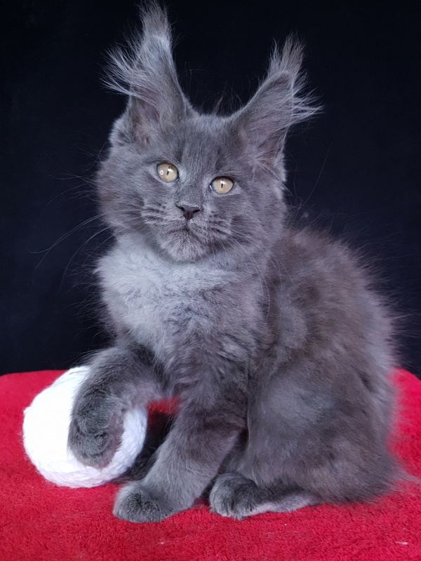 Wondeful Sun Akbars - Kitten maine-coon 2 months 1 week