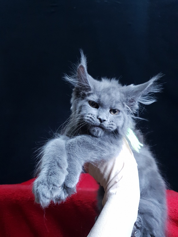 Wondeful Sun Akbars - Kitten maine-coon 2 months