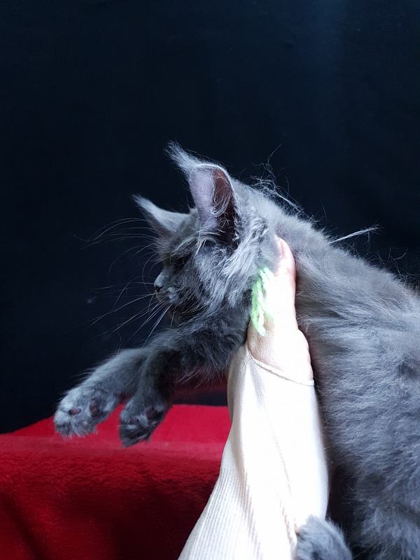 Wondeful Sun Akbars - Kitten maine-coon 2 months