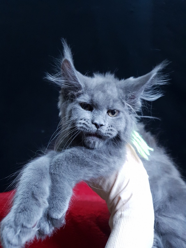 Wondeful Sun Akbars - Kitten maine-coon 2 months