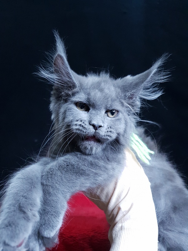 Wondeful Sun Akbars - Kitten maine-coon 2 months