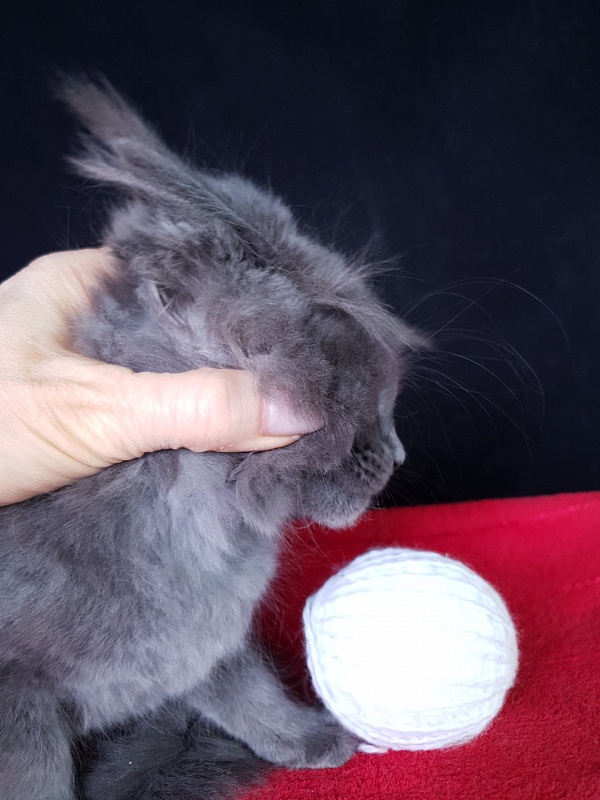 Wondeful Sun Akbars - Kitten maine-coon 2 months 1 week