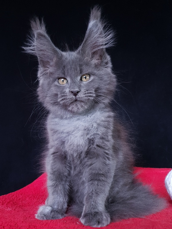 Wondeful Sun Akbars - Kitten maine-coon 2 months 1 week