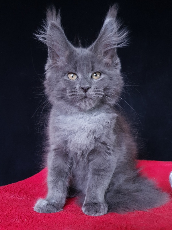 Wondeful Sun Akbars - Kitten maine-coon 2 months 1 week