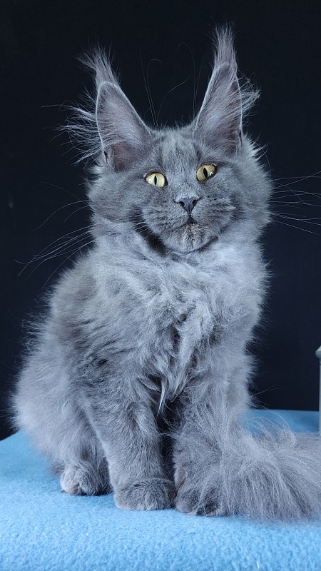 Wondeful Sun Akbars - Kitten maine-coon 4 months 3 weeks