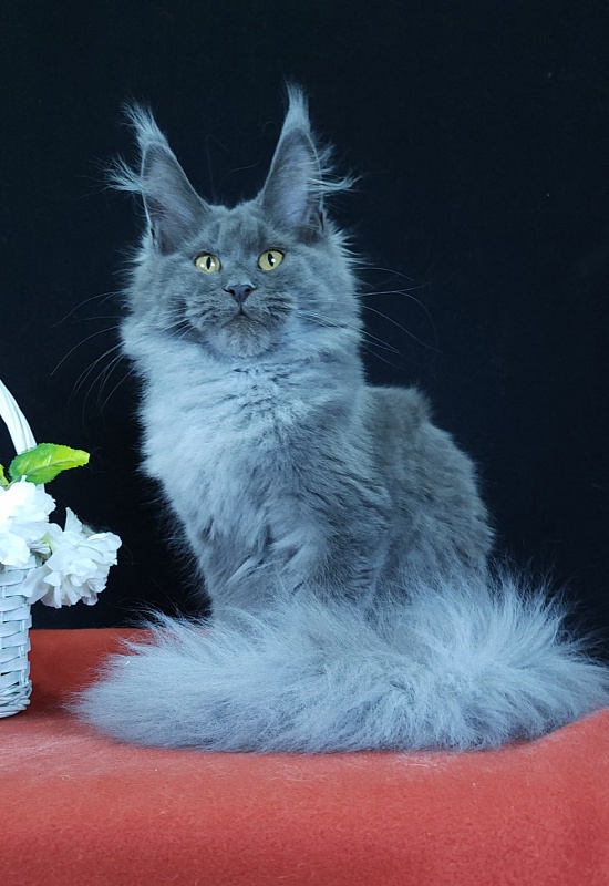 Wondeful Sun Akbars - Kitten maine-coon 5 months 1 week