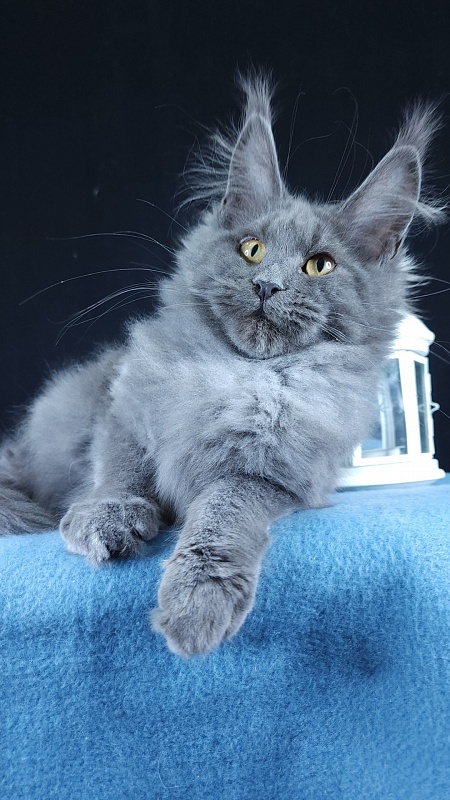 Wondeful Sun Akbars - Kitten maine-coon 4 months 3 weeks