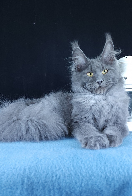 Wondeful Sun Akbars - Kitten maine-coon 4 months 3 weeks