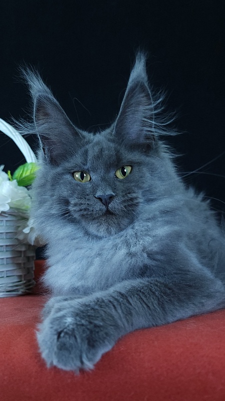 Wondeful Sun Akbars - Kitten maine-coon 5 months 1 week