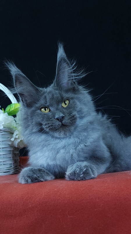 Wondeful Sun Akbars - Kitten maine-coon 5 months 1 week
