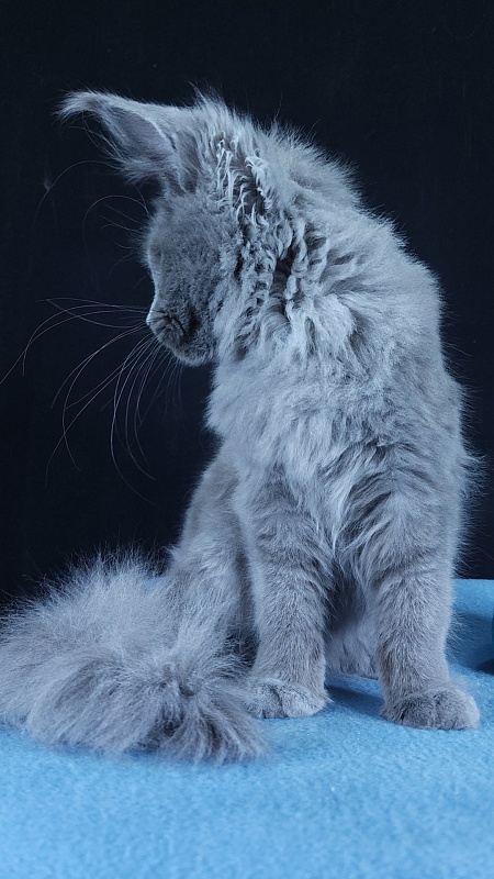 Wondeful Sun Akbars - Kitten maine-coon 4 months 3 weeks