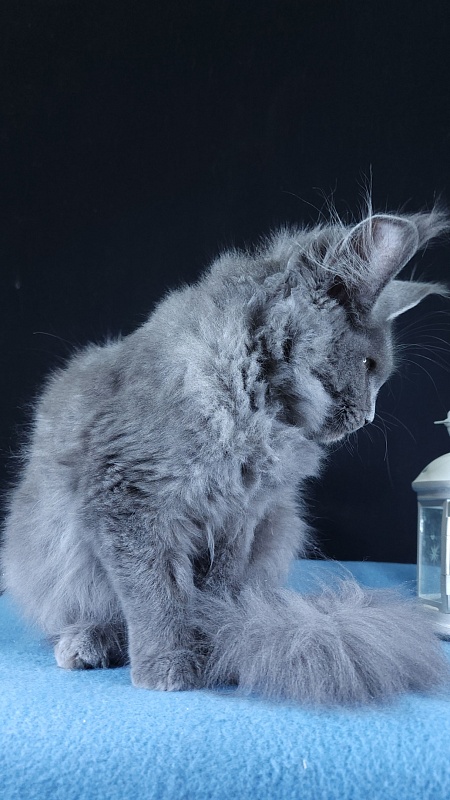 Wondeful Sun Akbars - Kitten maine-coon 4 months 3 weeks