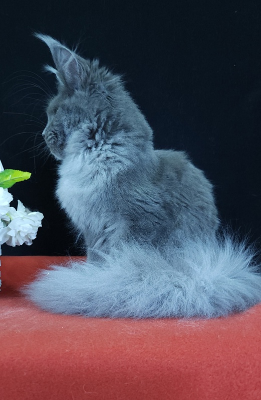 Wondeful Sun Akbars - Kitten maine-coon 5 months 1 week