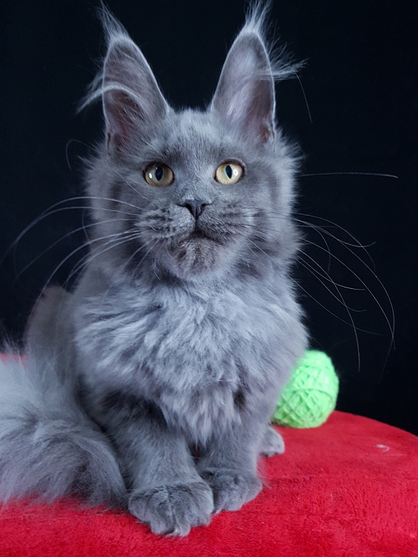 Waterfall Akbars - Kitten maine-coon 4 months 1.5 week