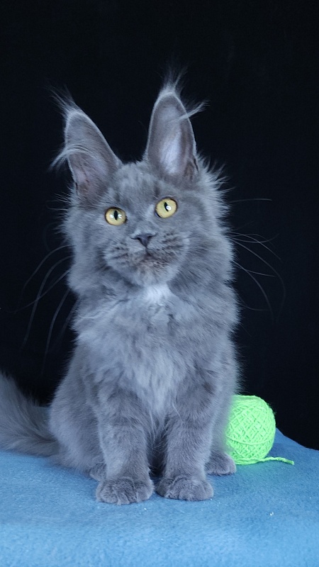 Waterfall Akbars - Kitten maine-coon 4 months 3 weeks