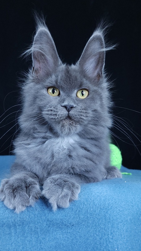 Waterfall Akbars - Kitten maine-coon 4 months 3 weeks